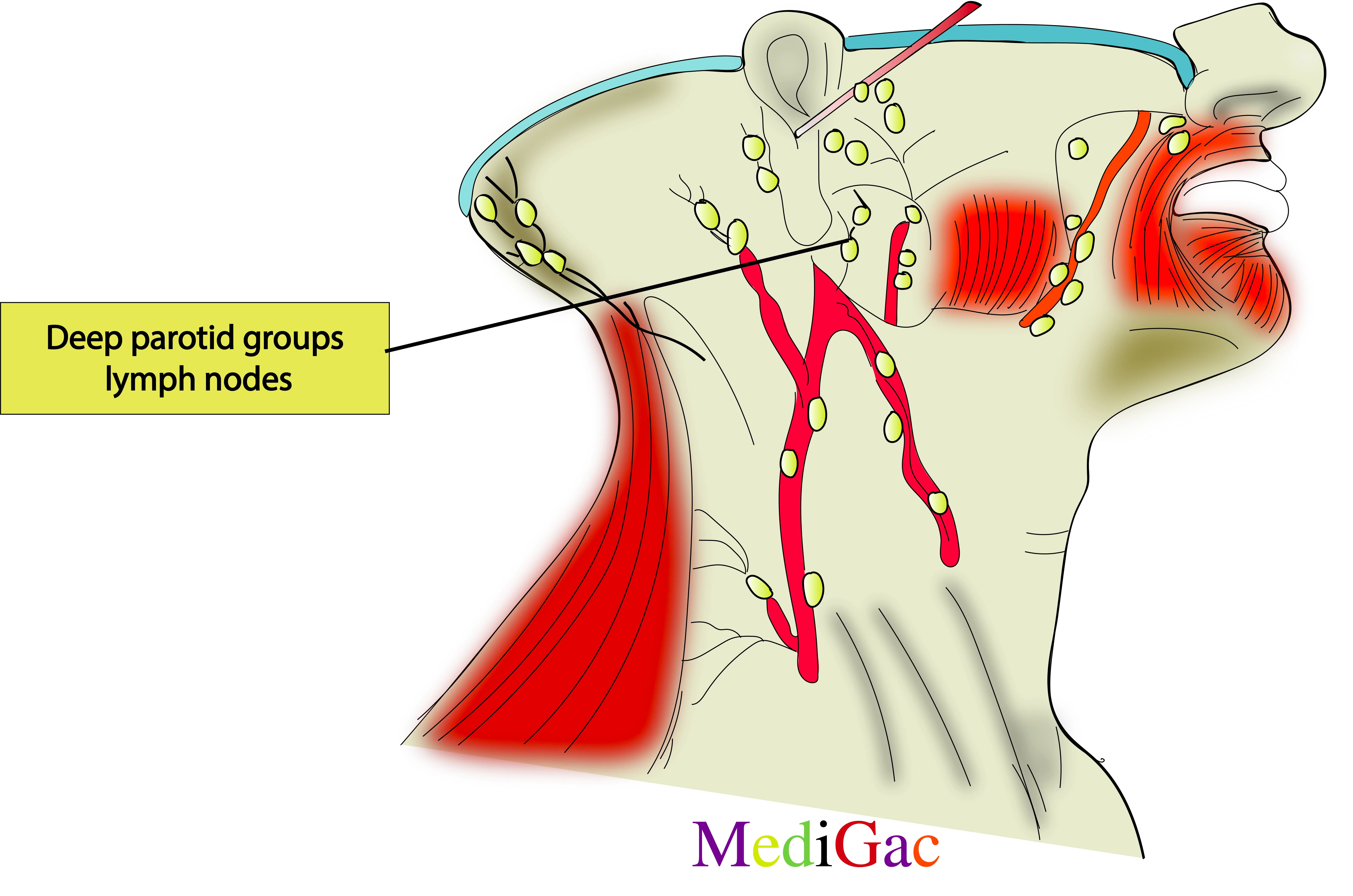 Deep parotid lymph nodes